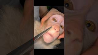 Marcel and beauty mod pretty monkey animal مارسل طلا و کوتاهی سیبیل