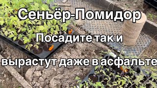 Посадите так Помидоры и Вырастут Даже в Асфальте