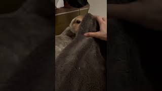 今夜も寝かしつけてもらううさぎ　Rabbit being tucked in bed