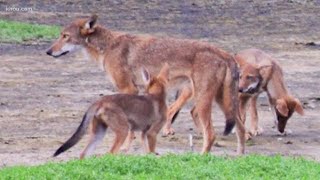 Wild canines found on Gulf coast beaches have DNA of extinct red wolves