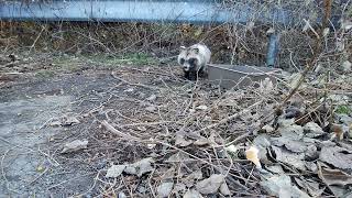 重症な、よそ者タヌキ。威嚇したタヌキたちが去り、食べれたが、何か気にしてる。