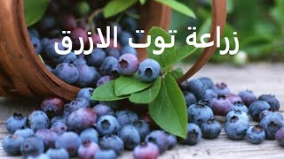 توت الازرق او بلوبيرى طرق تكاثر ورى وتسميد والامراضBlueberry حلقة 297