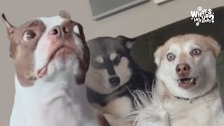 Bark at Your Dog Challenge Compilation