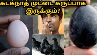 கடக்நாத்(எ)கருங்கோழி முட்டை கருப்பாக இருக்குமா? What is the Colour of Kadagnath Eggs?Moorthy Devaraj