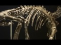 プロトケラトプス protoceratops andrewsi ：「大恐竜展」ゴビ砂漠の驚異