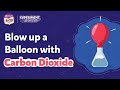 Blow up a Balloon with Carbon Dioxide | Acid Base Reaction | #ExperimentShorts