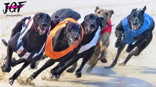 Irish greyhound racing - Dog track race