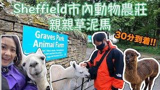 【Sheffield捌玖拾】Sheffield市內動物農莊 • Graves Park Animal Farm‼️30分鐘到達‼️親親草泥馬🦙｜我們的英國生活