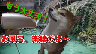 【京の柴犬】てんちゃん、遂に一人で風呂に入る⁉(笑)　太郎の犬モノガタリ＃１４６