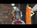 einstein parrot can talk better than most humans