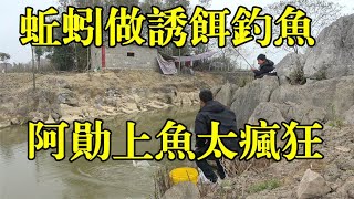 蚯蚓做诱饵钓鱼，没想到阿勋钓鱼这么疯狂，大鱼咬钩直接飞竿，阿琪一旁看懵了，真过瘾【农村阿琪】