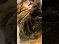 おデブ猫の癒し動画 shorts 【colors 】healing fat cats