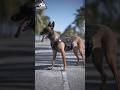 Belgian Malinois Top Most Skilled Military Dog