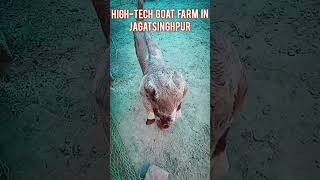 ଉନ୍ନତମାନର ଛେଳି ଫାର୍ମ Goat farming in odisha|| #goatfarminginodisha #shorts #farming #viralvideo