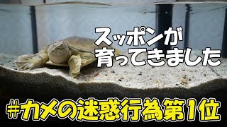 カメのエサくれダンスは激しい