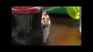 scary hamster evil stare at his boss #thisis4u #hilarious #hamster #reddit