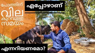 പോത്ത് കർഷകർക്ക് നഷ്ടം വരുന്നതും ലാഭം കുറയുന്നതും ഈ കാരണങ്ങൾ കൊണ്ടാണ് #ajosvlog #poth #buffelo