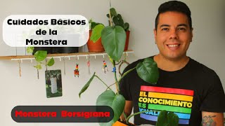 Cómo CUIDAR LA PLANTA MONSTERA BORSIGIANA  -  CUIDADOS BÁSICOS