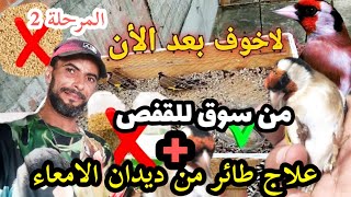 طريقة تعامل مع طائر الحسون صيد جديد من سوق الطيور الى القفص وطريقة علاج ديدان الامعاء 12.11.2024