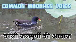 common moorhen voice / Kali jal murgi ki awaaz / jal murgi ki awaaz