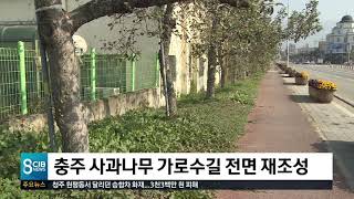 충주 사과나무 가로수길 전면 재조성