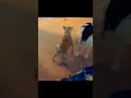 😂🤣Funny🤣🤣 #best #reels #shorts #funny #dog #dance #epic #fail RB Memes Edit