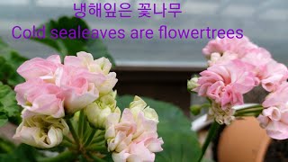 제226화 뽀샤시네 베란다 Cold Sealeavesare flowertŕees(냉해잎은 꽃나무)