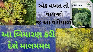 નો હોય... હાઈબ્રિડ વરિયાળી બિયારણ બ્રિયોના|HYBRID FENNEL|બીજી જાતકરતા વધુ ઉત્પાદન આપતી વરિયાળી