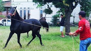 THIS IS THE PROCESS OF UNLOADING A HORSE AT THE JENEPONTO HORSE MARKET | HORSE BUYING BUSINESS