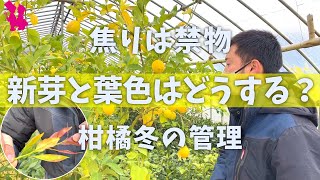 【それ間違いかも】カンキツ類の冬の管理を生産農家が教えます