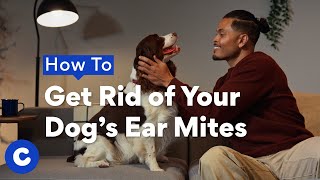 How To Get Rid of Your Dog's Ear Mites | Chewtorials