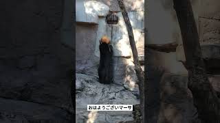 おはようございマーサ🐻🧸2022年11月17日#マレーグマ #天王寺動物園 #minnanotennojizoo