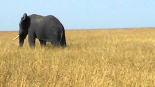 Elephant Spotting in Masai Mara