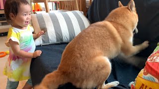 ご乱心な柴犬と犬化する2歳の娘｜犬と子供のvlog