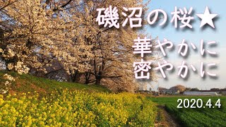 磯沼の桜★華やかに、密やかに。群馬県伊勢崎市。2020.4.4