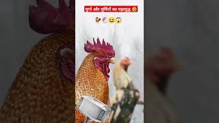 मुर्गा और मुर्गियों का महाभारत 😆😱 #shortfeed #funnyshorts #hen #animals #comedyshorts #mahabharat