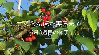 【佐藤錦 紅秀峰】さくらんぼ 生育状況 2021 色づきをよくするための剪定（葉摘み）作業