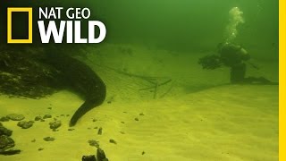 Underwater Croc Cams | Croc Labyrinth
