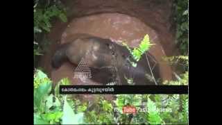 Little elephant rescued from water well in Kothamangalam