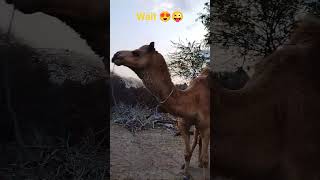 Camel want to drink water_wait and see #camel #animal #funnyanimal #animals #camellife