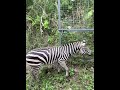 Largest SAFARI in the Philippines Cebu Safari & Adventure Park |Carmen Cebu #animals #tour #safari