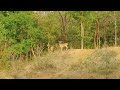 koka jungle today live deer deer 🦌🦌🦌🦌