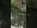 20240506 京都　下鴨神社　鯉 昔は一匹だけだったがいつの間にか仲間が増えて優雅に泳いでいる姿が微笑ましい！ shorts