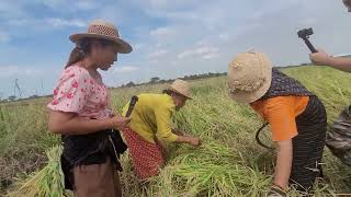 ลงแขกเกี่ยวข้าว คู่ข่าวออนทัวร์ คุณกำภู คุณรัชนีย์ ชุมชนบ้านแหลมสุพรรณ ไผ่ตาพุดโฮมสเตย์ ท่องเที่ยว