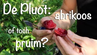 De Pluot: abrikoos of toch pruim?