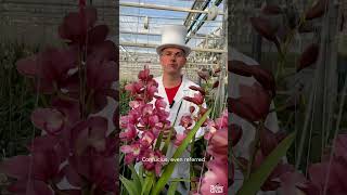 Doctor van Bloom about Cymbidium orchid