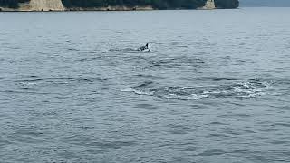 イルカのバブルリング　イルカウォッチング　能登島　和倉温泉