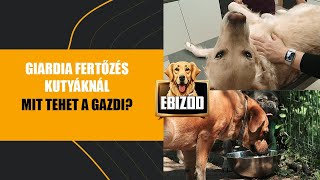 EBizód 49. rész - Giardia kutyáknál, KépzettEB(b) - Mit tehetsz, ha váratlanul odalépnek a kutyához?