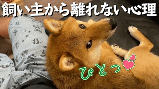 犬が飼い主のそばを離れない心理4選【分離不安症かも？】