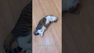 ゴロゴロするねこ【猫動画】まったり癒し系#Shorts